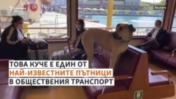 Божи. Кучето, което обича да пътува в градски транспорт