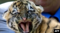 عکس تزیینی است