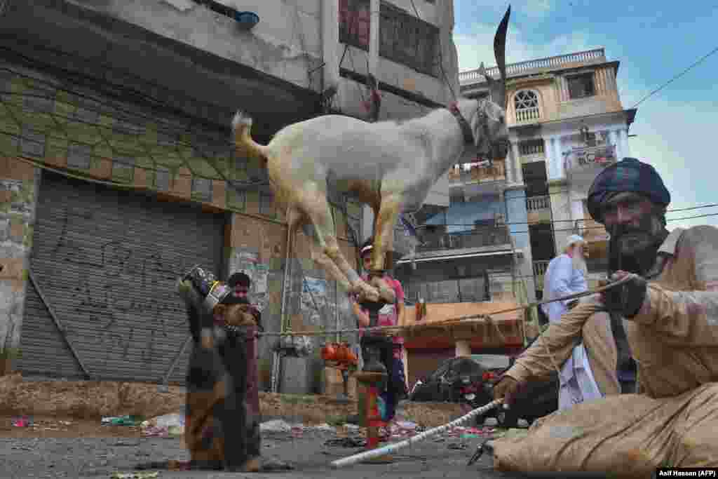 Pakistan: Un dresor de animale ține legată o maimuță, în timp ce o capră stă in echilibru pe un băț pe stradă, în Karachi. (AFP / Asif Hassan)