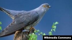 Иллюстрациялык сүрөт.