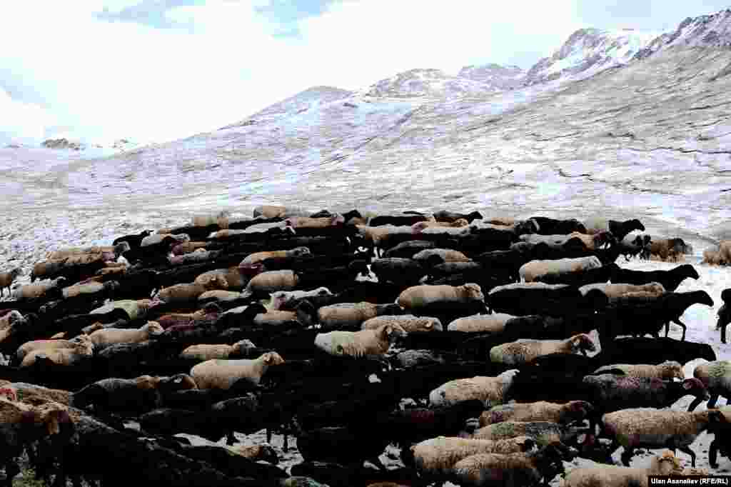 Жайлоонун абасы баланын кыялындай деп айтылгандай ашуунун алдында жамгыр болсо, үстүндө сизди кар күтүүсү толук мүмкүн.