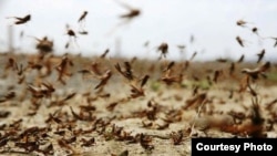Саранча (Иллюстративное фото) 