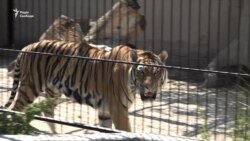 Тигри екс-міністра, лев-«мажор» і ведмідь-артист: як живуть хижаки в центрі реабілітації (відео)