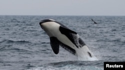 Velik dio norveškog ulova uglavnom se proda u Japanu, gdje je potražnja velika.