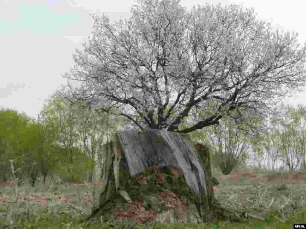 Абрикосовый Баткен #19