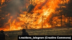 Ukraine -- Donetsk region, forest fire, July 2025