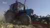 Талас: төө буурчак жыйнаган трактор