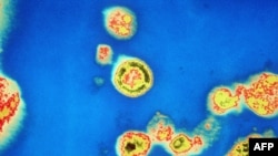 Virus HIV-a