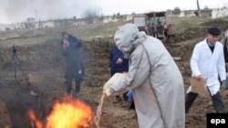 В южные районы России вирус H5N1 принесли перелетные птицы