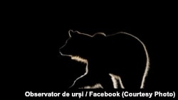 „​Observator de urși" este deschis turiștilor pe tot parcursul anului.