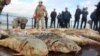 Конфискованная у подозреваемых в браконьерстве рыба осетровых пород. Атырау, 5 ноября 2017 года. 
