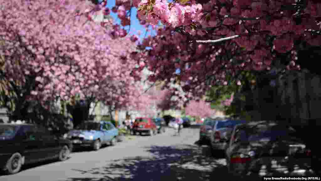 Старі розлогі дерева можна зустріти майже у всіх зелених зонах міста