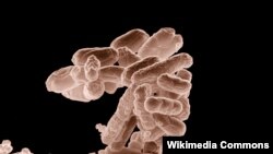 илустрација, бактерија