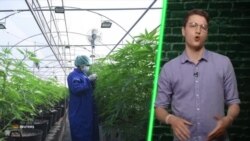 Легалізація медичного канабісу: що кажуть депутати Верховної Ради? (відео)