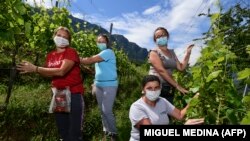 La cules de struguri în Italia