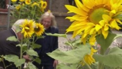 Живі соняшники – в пам'ять про загиблих у «Боїнгу» рейсу MH17 – репортаж із Нідерландів