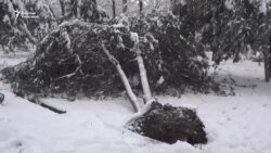 Кардан кайышкан дарактар