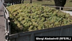 Жүзүм. Иллюстрациялык сүрөт. 