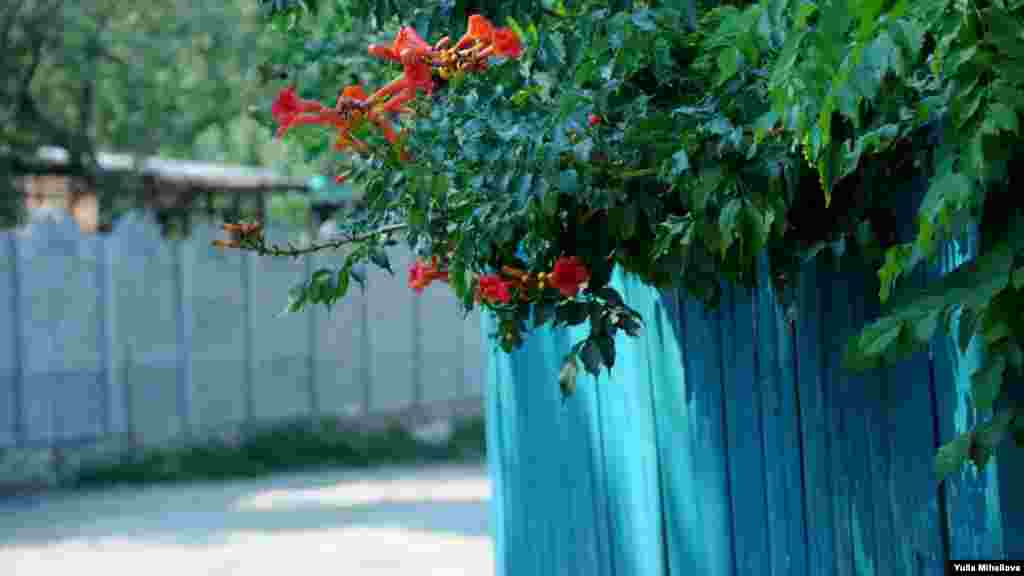 Flori şi culori, pe uliţele satului Ciuciuleni