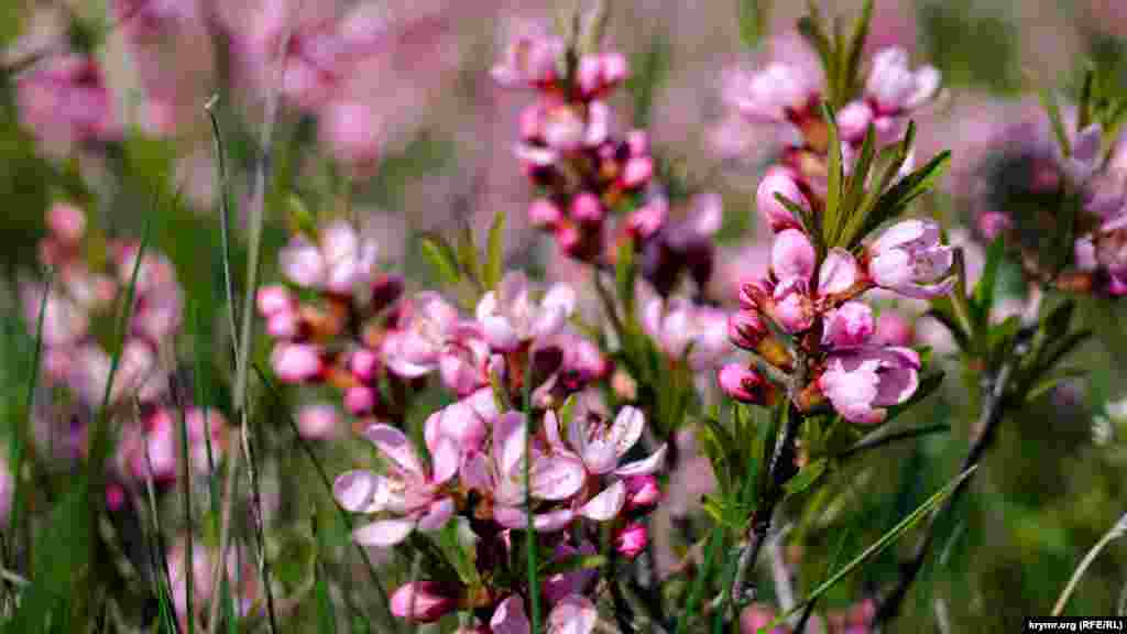 Волчеягодник обыкновенный, распускающийся близ вершины&nbsp;Лялель-Оба.&nbsp;Все части растения содержат опасные токсины, а зрелая ягода является самой большой угрозой. Всего десять ягод приводят к серьезному отравлению, которое может закончиться трагически
