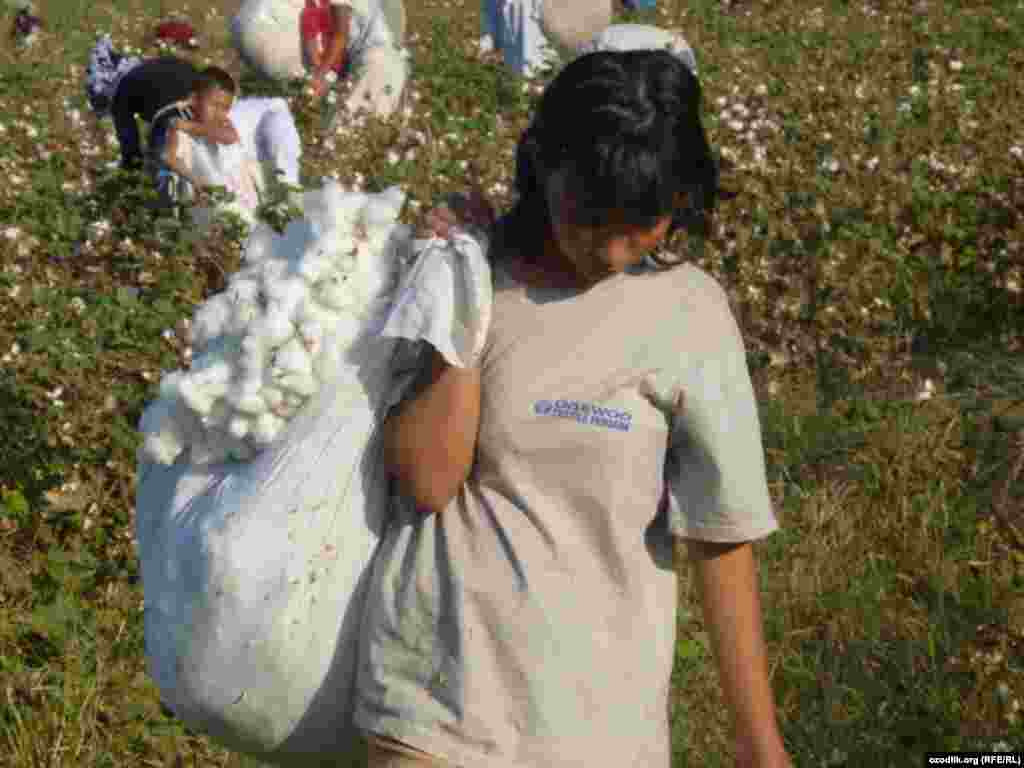 Узбекистан. Дети на хлопковых плантациях