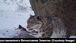 Сніговий барс, ілюстраційне фото