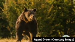 Снимка на Артур, предоставена от организацията "Агент Зелено"