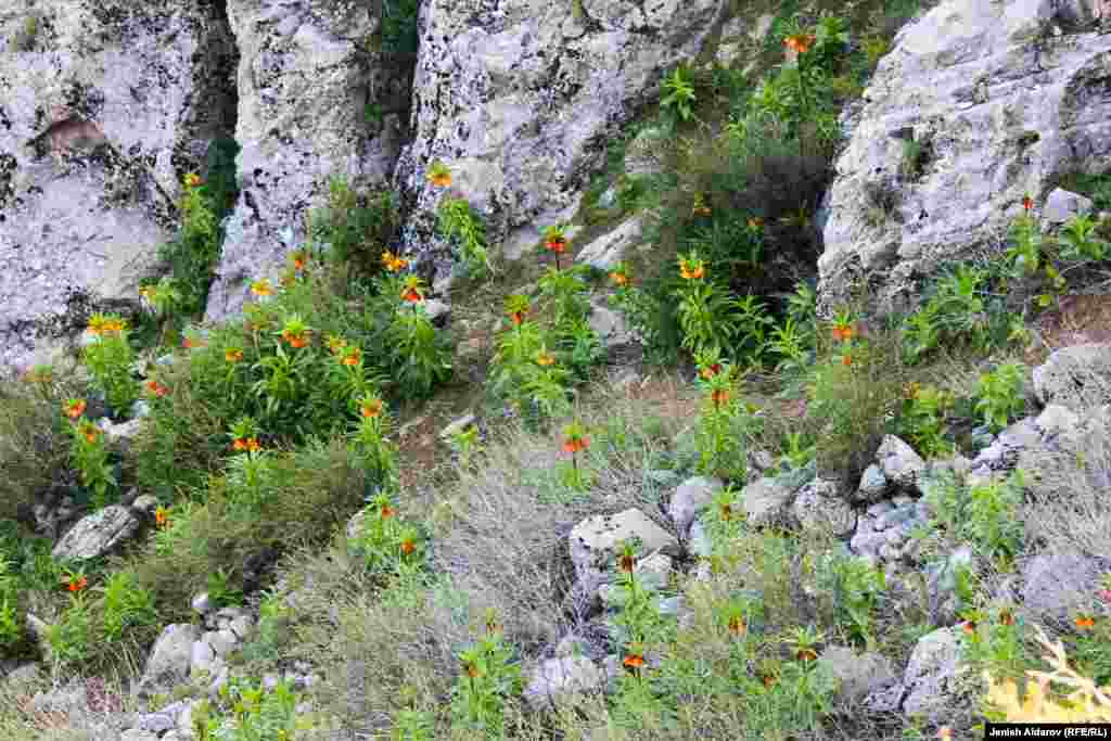 &quot;Айгүл тоо&quot; коругу быйыл ээн. Табият адамдардан эс алып жаткандай.&nbsp;