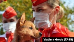 Korábban felismerheti a koronavírus-fertőzést egy kutya, mint egy teszt?