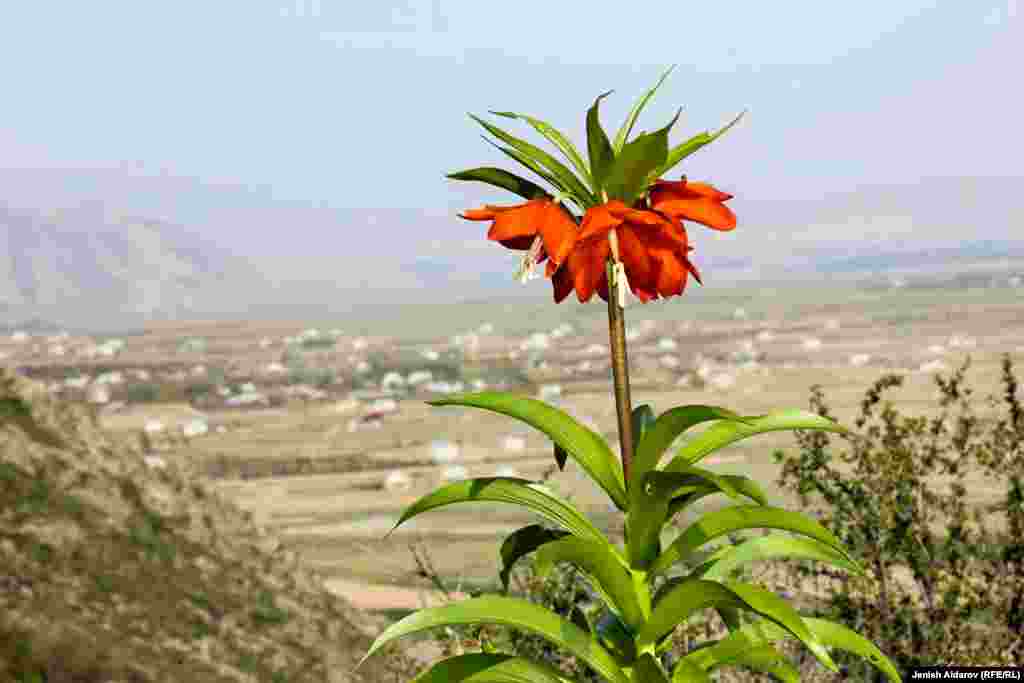 &nbsp;Айгүл гүлү Баткен шаарынан 20 чакырымдай алыс тоодо өсөт.&nbsp;