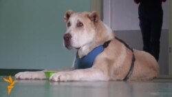 რა იწვევს ცხოველების დამცველთა უკმაყოფილებას?