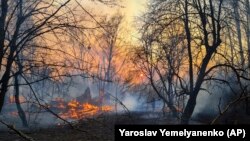 Напередодні у ДАЗВ оцінили в десятки мільйонів гривень можливі збитки від пожеж у Чорнобильській зоні, що спалахнули 4 квітня