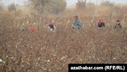 Illýustrasiýa suraty. Gowaça meýdanlaryndaky pagtaçylar. 