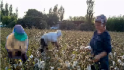 Diňle: Pagta möwsümine niýetlenip, pul ýygnalmagyna garşy çykan işgärler gaýtadan ýygyma çekildi
