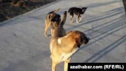 "Позавчера они еще были втроем. Многие люди их кормили". Ашхабад, ноябрь, 2020. 