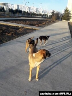 Одна из этих трех собак на фото, крайняя справа, была отравлена 24 ноября в микрорайоне Мир-2/4