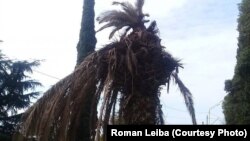 Пальмовый долгоносик способен уничтожить пальму за один сезон