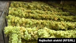 آرشیف، انگور افغانستان