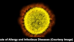 Korona virus pod mikroskopom