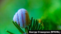 Иллюстрациялык сүрөт. 