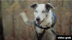 Кучето Беър