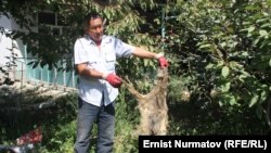 Мамажандык Кенже Досбаев өз алдынча эки чөө кармады.