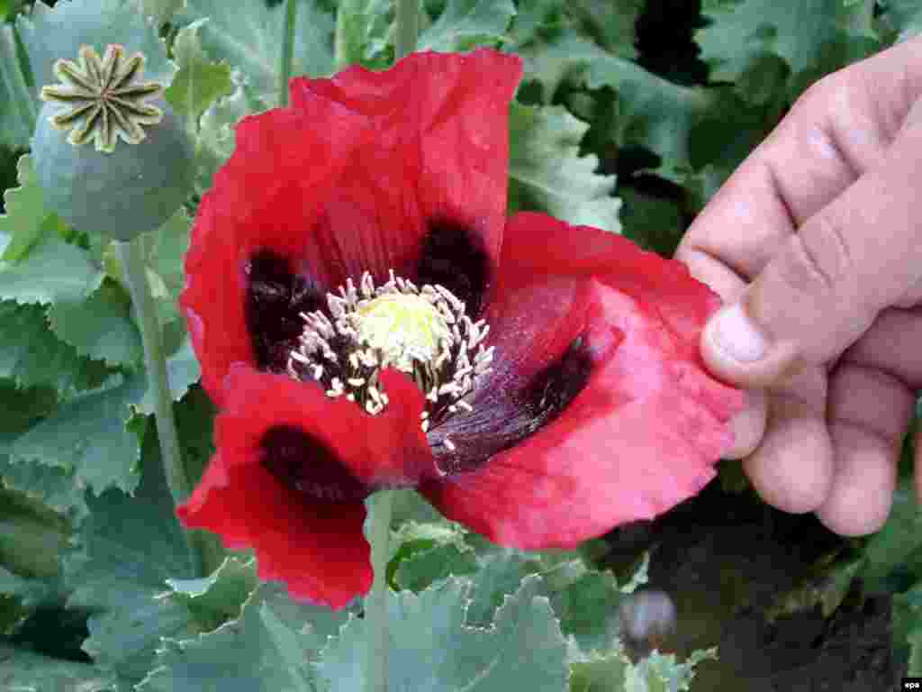 Авганистан, проверка на поле со мак