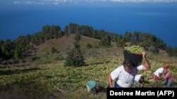 Испаниядагы жүзүмзар