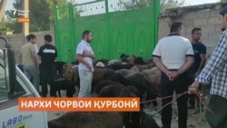 Дар Кӯлоб нархи як гӯсфанди қурбонӣ то 2800 сомонӣ боло рафтааст