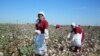 Turkmenistan. Mary province cotton growers fulfills contractual obligations. Photo taken from official media.