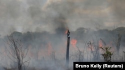 Felperzselt fák Brazíliában 2021. szeptember 1-jén