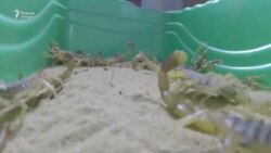 Ҷавони мисрӣ аз фурӯши заҳри каждум сарват ба даст меорад