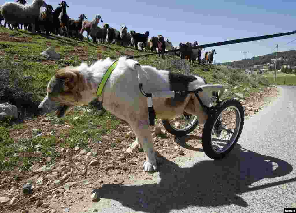 Jordan - Abayed, a six-year-old herding dog, walks with a specially-made wheeled walking aid outside the Humane Center for Animal Welfare near Amman, 26Feb2013