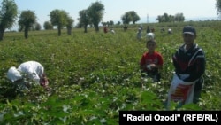 Пахтакорони тоҷик мегӯянд, ки фоидаи дастранҷи онҳоро дигарон мебинанд